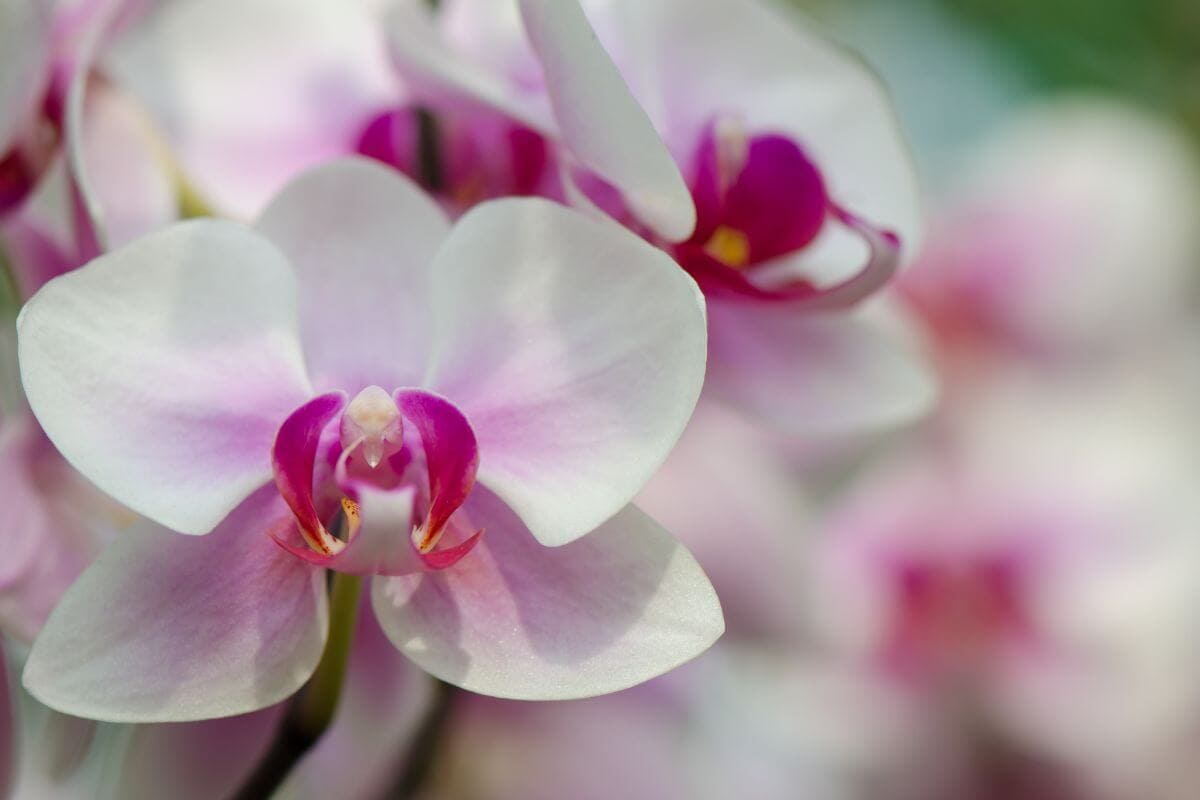 Orquídea Oncidium