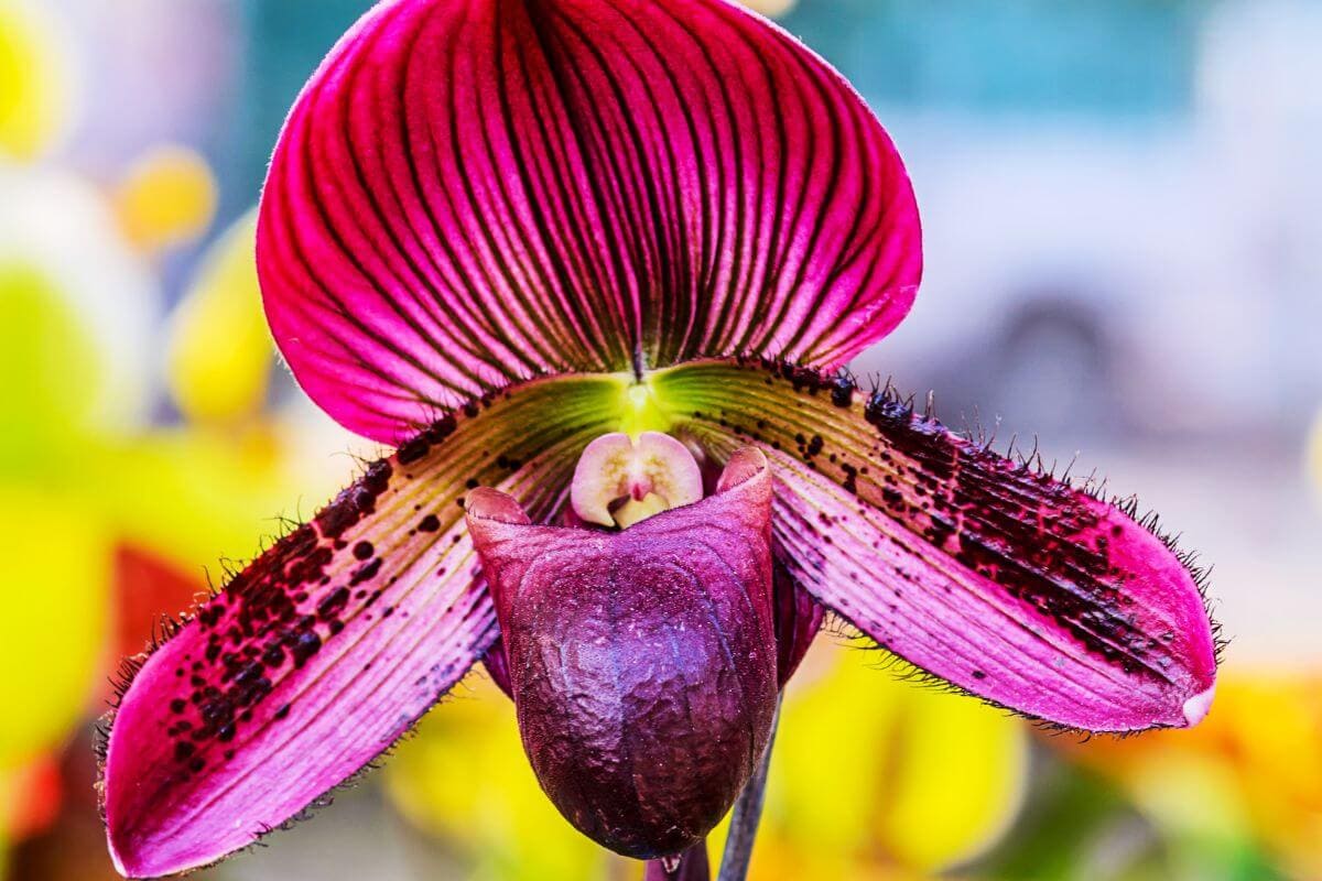 Orquídea Paphiopedilum