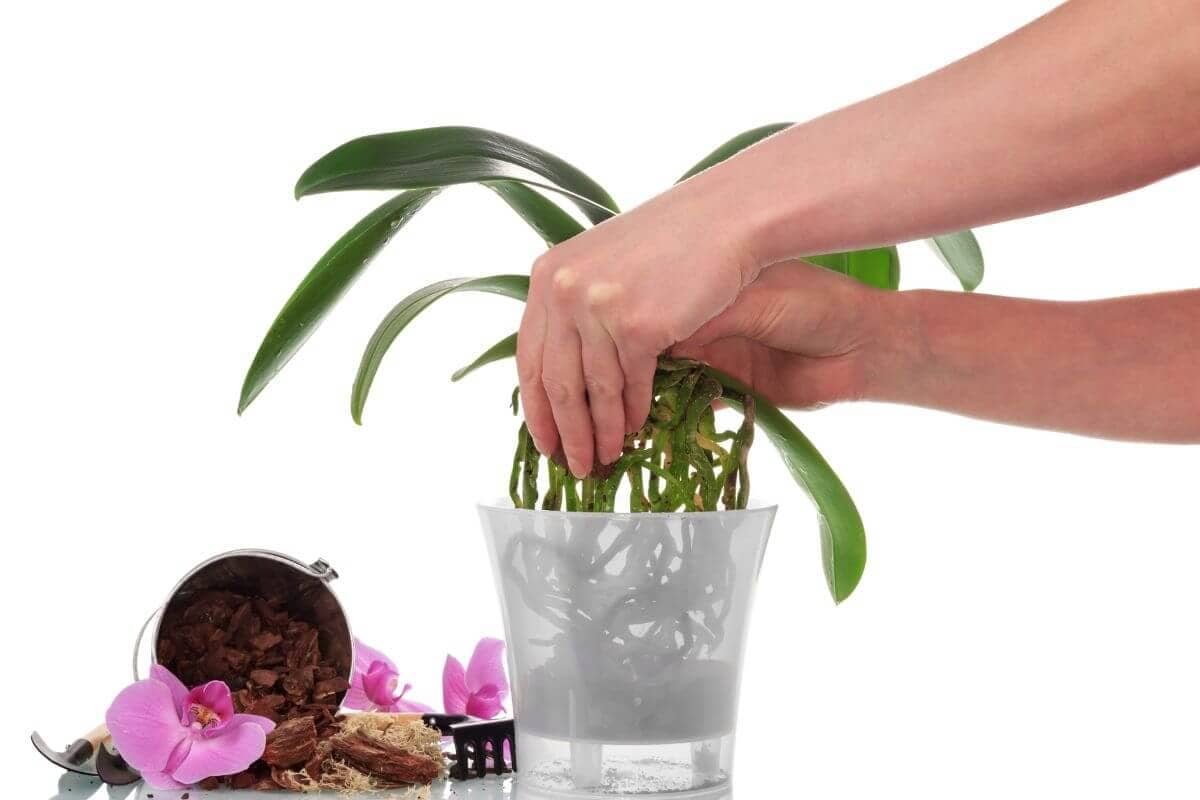 Como mudar orquídea de vaso