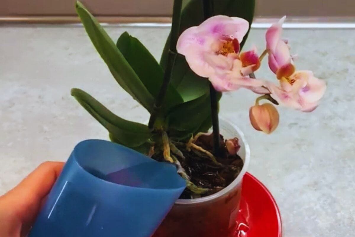 Como regar orquídeas